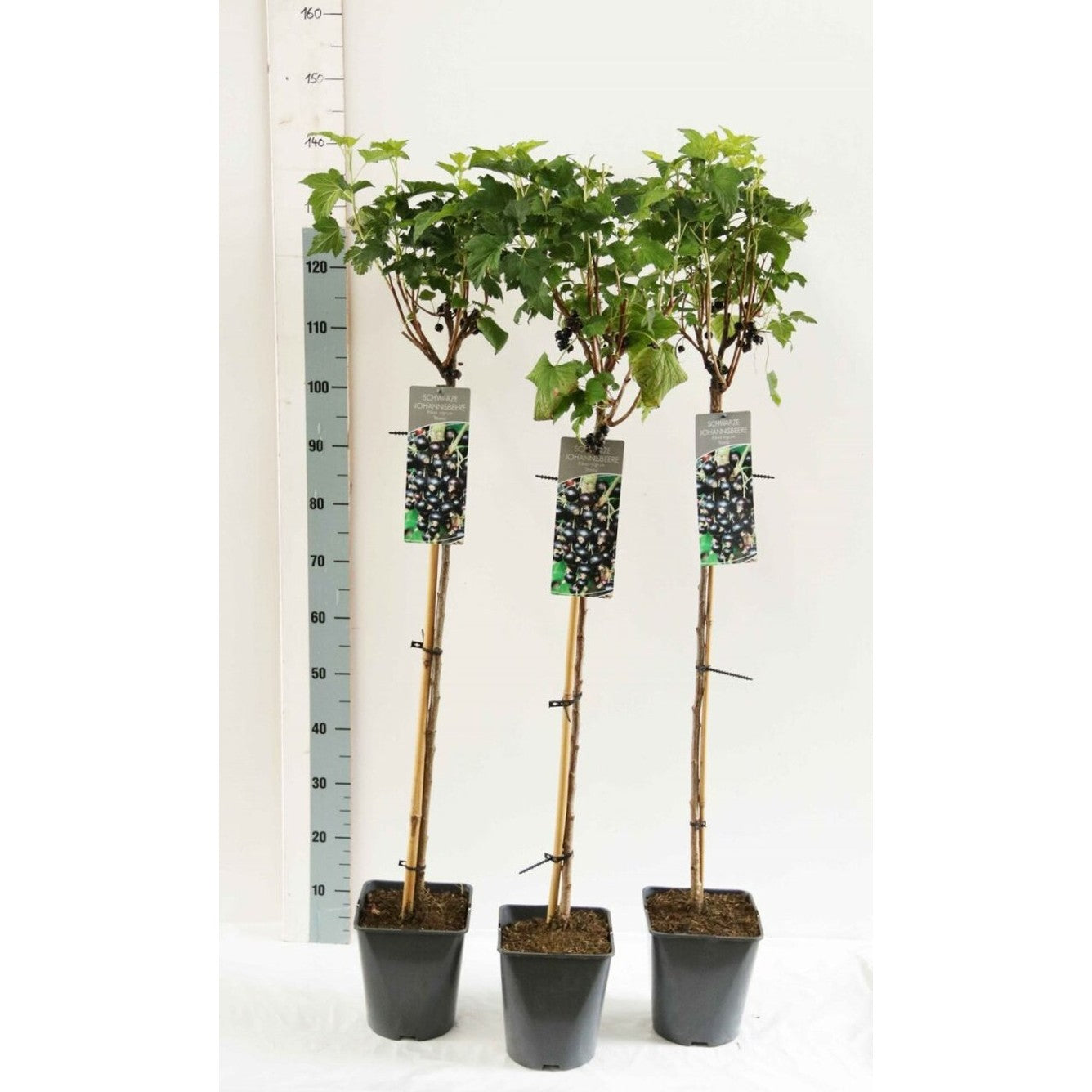 Svartvinbär – Ribes nigrum 'Ben Sarek' - 90 CM Stem C5